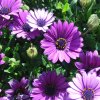 Osteospermum ecklonis